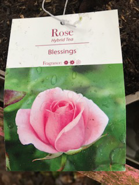 Rose - Blessings